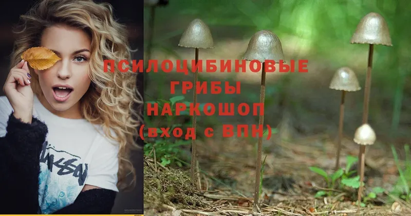 Галлюциногенные грибы Psilocybe  Раменское 